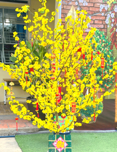 TỔ CHỨC HOẠT ĐỘNG TRẢI NGHIỆM “TRANG TRÍ CÂY MAI NGÀY TẾT”